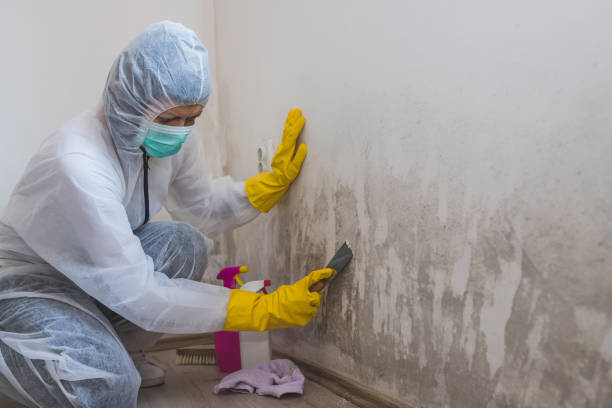 Best Toxic Mold Removal  in Cross Plains, WI