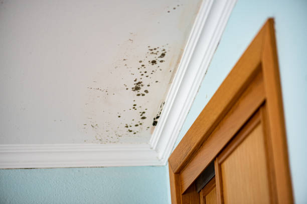 Mold Removal and Inspection in Cross Plains, WI