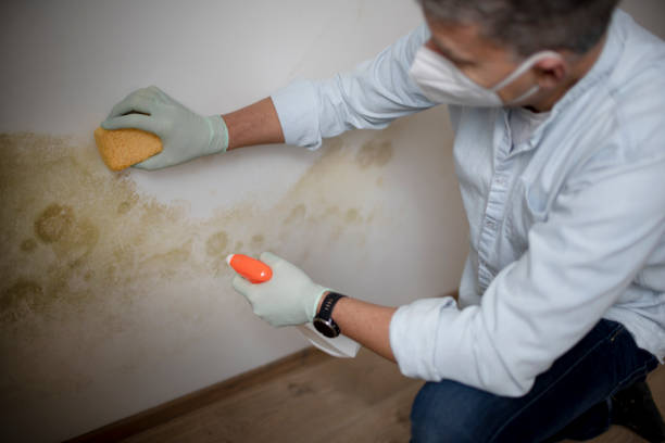 Crawl Space Mold Removal in Cross Plains, WI