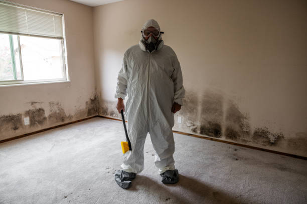 Best Attic Mold Removal  in Cross Plains, WI