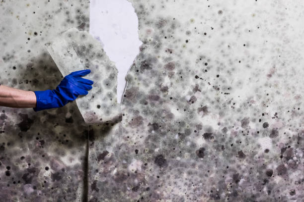 Best Fast Mold Removal  in Cross Plains, WI