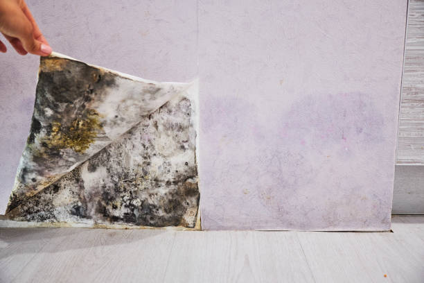Office Mold Removal Services in Cross Plains, WI